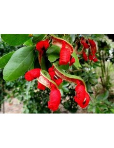 Conchil (Phitecellobium...