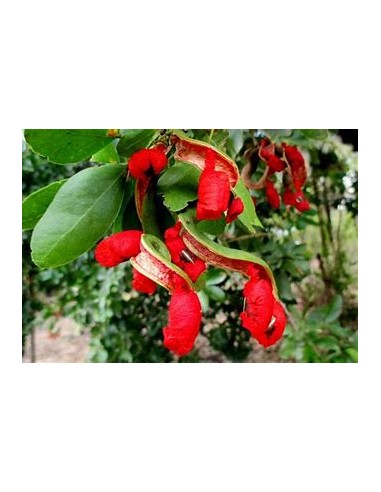Conchil (Phitecellobium lanceolatum)-1 Plant for Sale in Mexico - Online Nursery