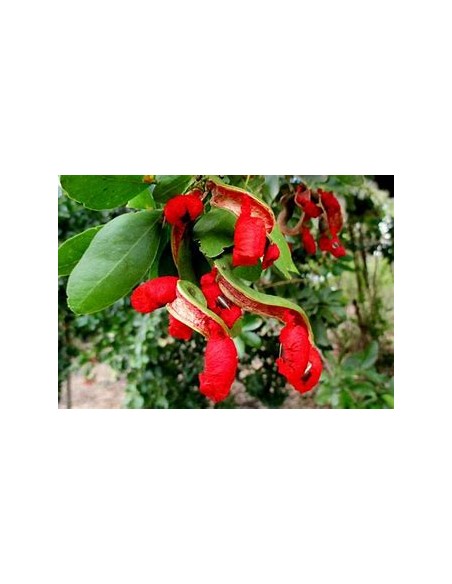Conchil (Phitecellobium lanceolatum)-1 Plant for Sale in Mexico - Online Nursery