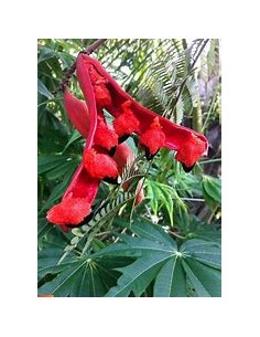 Conchil (Phitecellobium... 2