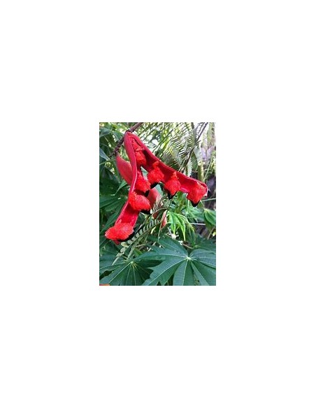 Conchil (Phitecellobium lanceolatum)-1 Plant for Sale in Mexico - Online Nursery