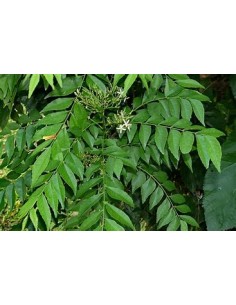 Curry tree (Murraya...