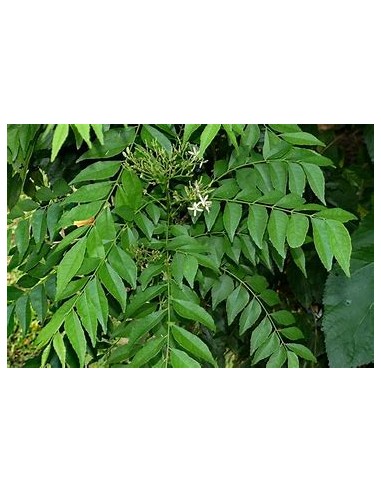 Arbol de curry (Murraya koenigii)-1 Planta en Venta en Mexico - Vivero por internet