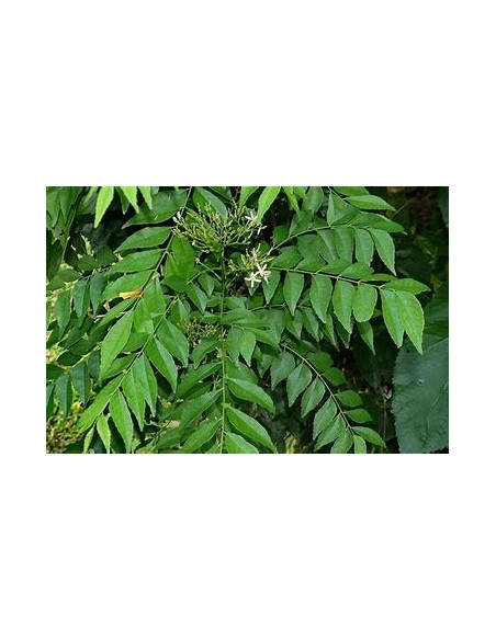 1 Arbol de curry (Murraya koenigii)-1 Planta en Venta en Mexico - Vivero por internet