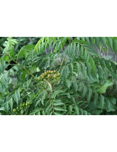 Curry tree (Murraya... 2