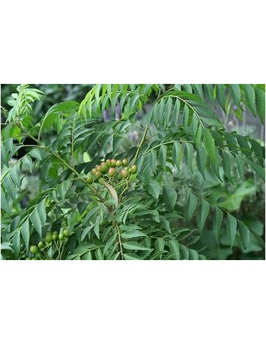 1 Arbol de curry (Murraya koenigii)-1 Planta en...