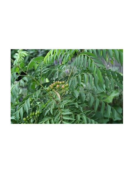Curry tree (Murraya koenigii)-1 Plant for Sale in Mexico - Nursery online