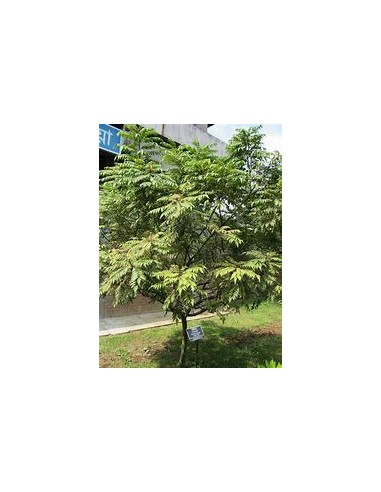 1 Arbol de curry (Murraya koenigii)-1 Planta en...