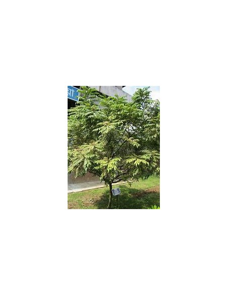 Curry tree (Murraya koenigii)-1 Plant for Sale in Mexico - Nursery online