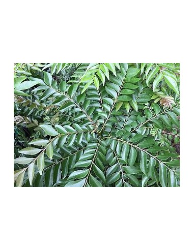 1 Arbol de curry (Murraya koenigii)-1 Planta en...