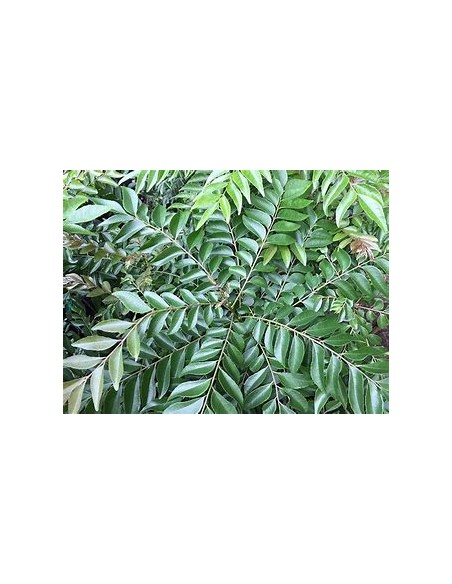 1 Arbol de curry (Murraya koenigii)-1 Planta en Venta en Mexico - Vivero por internet
