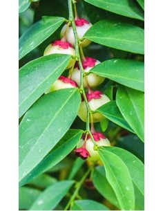 Katuk - Variegata (Sauropus...