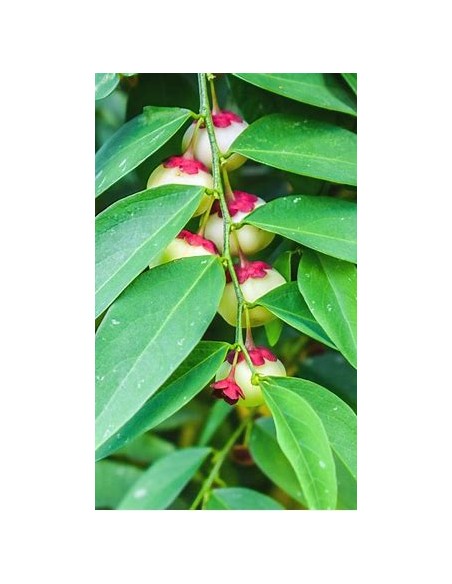 Katuk - Variegata (Sauropus androgynus)-1 Plant for Sale in Mexico - Nursery online