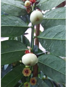 Katuk - Variegata (Sauropus... 2