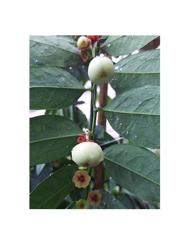 Katuk - Variegata (Sauropus androgynus)-1 Plant...