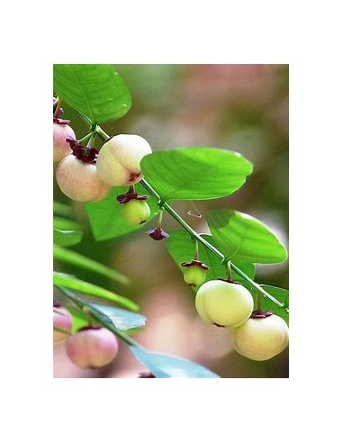 Katuk - Variegata (Sauropus androgynus)-1 Plant...