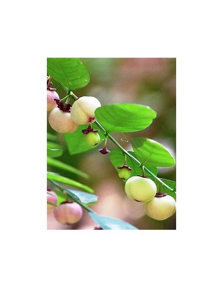 Katuk - Variegata (Sauropus androgynus)-1 Plant for Sale in Mexico - Nursery online