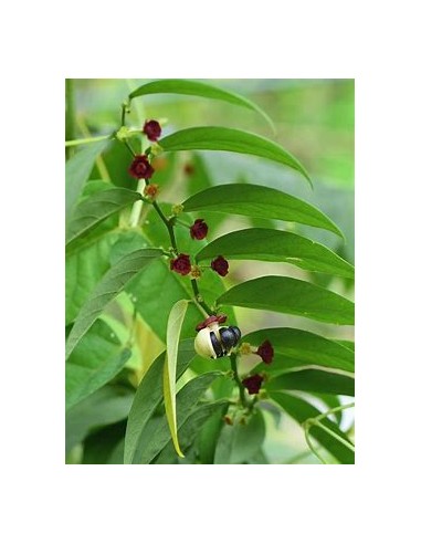 Katuk - Variegata (Sauropus androgynus)-1 Plant...