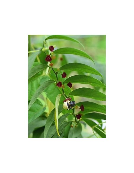 Katuk - Variegata (Sauropus androgynus)-1 Plant for Sale in Mexico - Nursery online