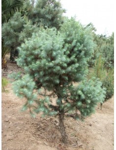 1 Pino Azul - Pinus Maximartinezii - Raro pino En peligro de extincion Piñones comestibles gigantes 2