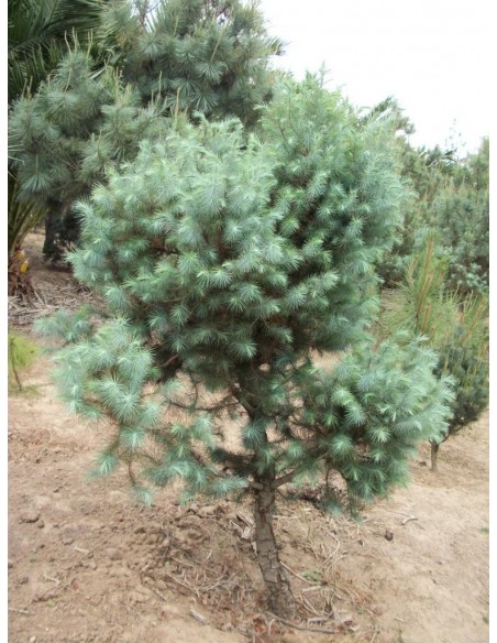 1 Pino Azul - Pinus Maximartinezii - Raro pino En peligro de extincion Piñones comestibles gigantes