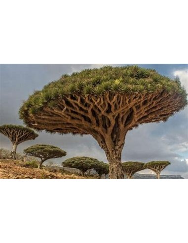 Arbol de Sangre de dragon - croton lechleri-1 Arbolito en Venta en Mexico - Vivero por internet-