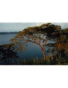 Arbol de Habillo (Hura...