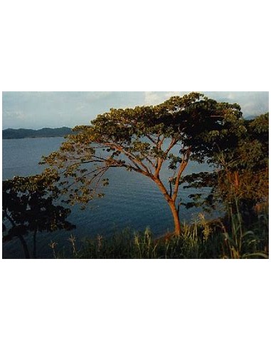 Habillo Tree (Hura polyandra)-1 Sapling for Sale in Mexico - Online Nursery