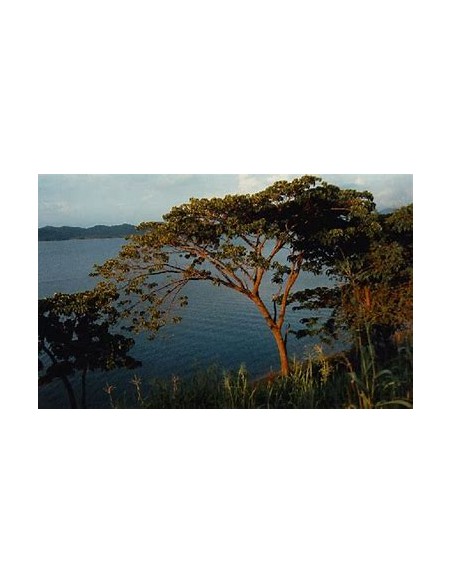 Habillo Tree (Hura polyandra)-1 Sapling for Sale in Mexico - Online Nursery