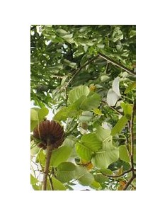 Arbol de Habillo (Hura... 2