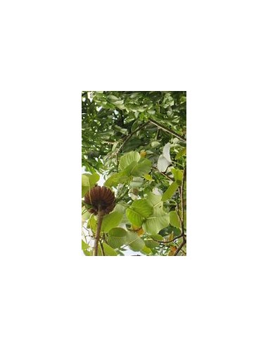 Habillo Tree (Hura polyandra)-1 Sapling for...