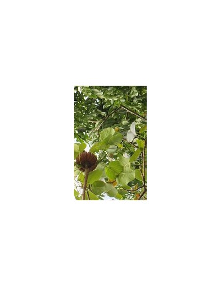 Habillo Tree (Hura polyandra)-1 Sapling for Sale in Mexico - Online Nursery