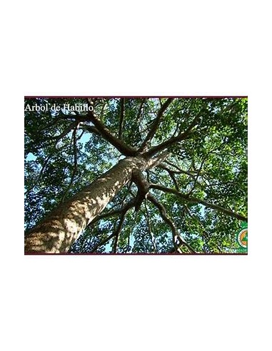 Arbol de Habillo (Hura polyandra)-1 Arbolito en...