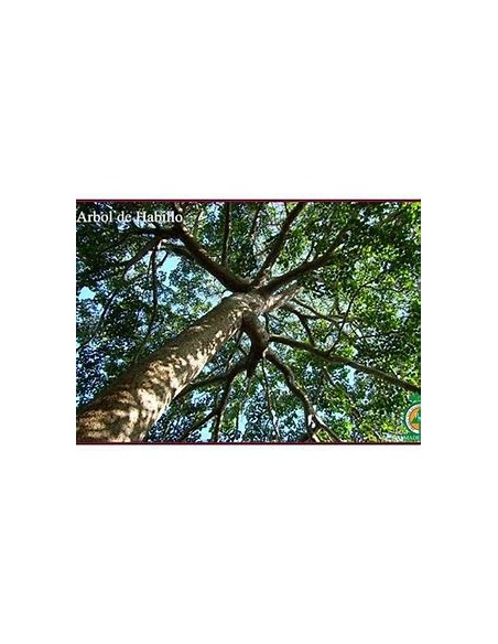 Habillo Tree (Hura polyandra)-1 Sapling for Sale in Mexico - Online Nursery