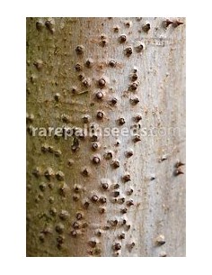 Yellow kapok (Hura...