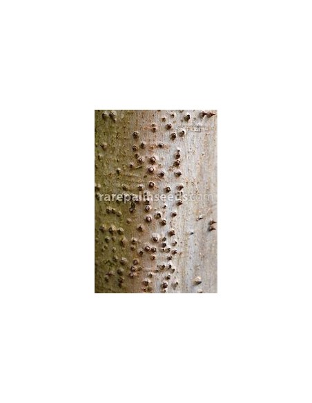 Ceiba amarilla (Hura crepitans)-1 Planta en Venta en Mexico - Vivero por internet