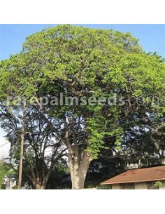 Yellow kapok (Hura... 2