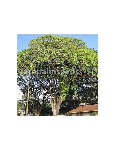 Ceiba amarilla (Hura crepitans)-1 Planta en...