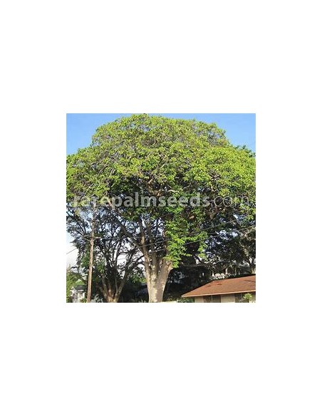 Yellow kapok (Hura crepitans)-1 Plant for Sale in Mexico - Nursery online