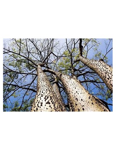 Ceiba amarilla (Hura crepitans)-1 Planta en...