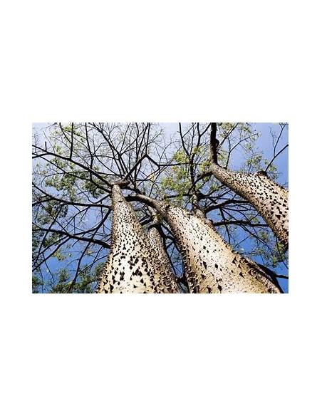 Yellow kapok (Hura crepitans)-1 Plant for Sale in Mexico - Nursery online