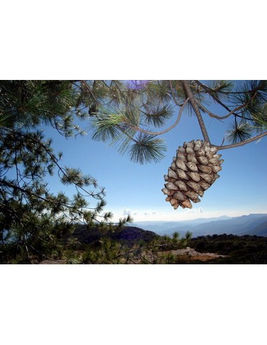 1 Pino Azul - Pinus Maximartinezii - Raro pino En peligro de extincion Piñones comestibles gigantes