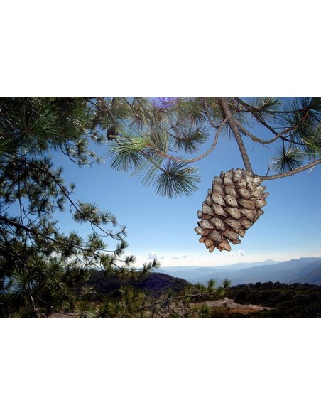 1  Pinus maximartinezii Pine  Big con Pinyon - Martinez pinyon- Live tree for sale rare 1  Pinus maximartinezii Pine  Big con Pinyon - Martinez pinyon- Live tree for sale rare