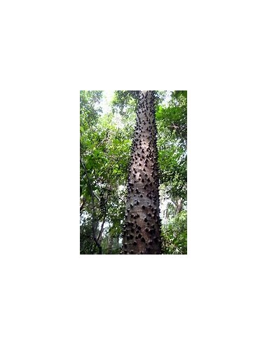 Yellow kapok (Hura crepitans)-1 Plant for Sale...