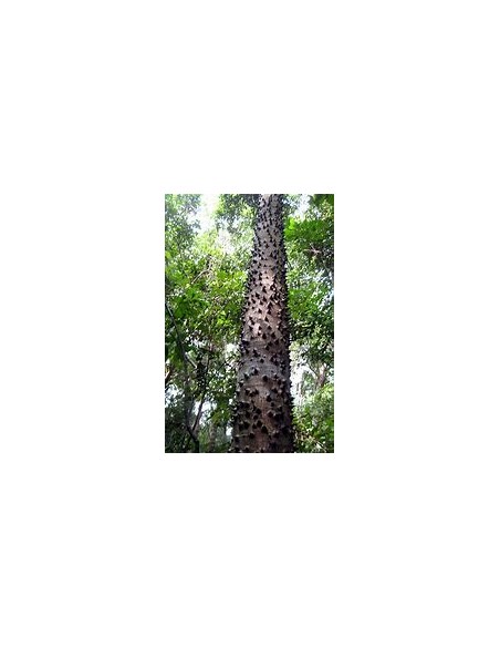 Ceiba amarilla (Hura crepitans)-1 Planta en Venta en Mexico - Vivero por internet
