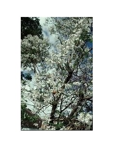Jacaranda blanca (Jacaranda...