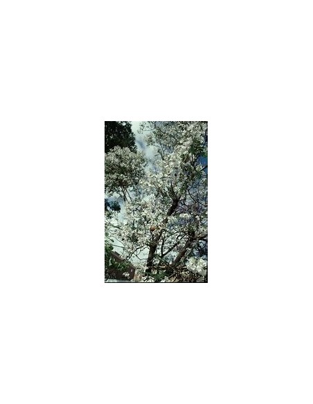 Jacaranda mimosifolia (Jacaranda mimosifolia)-1 Tree for Sale in Mexico - Online Nursery