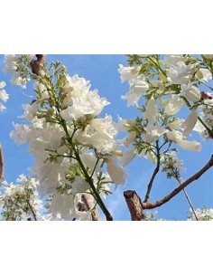 Jacaranda blanca (Jacaranda... 2