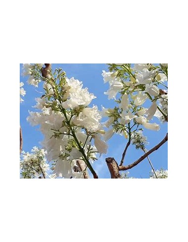Jacaranda mimosifolia (Jacaranda mimosifolia)-1...