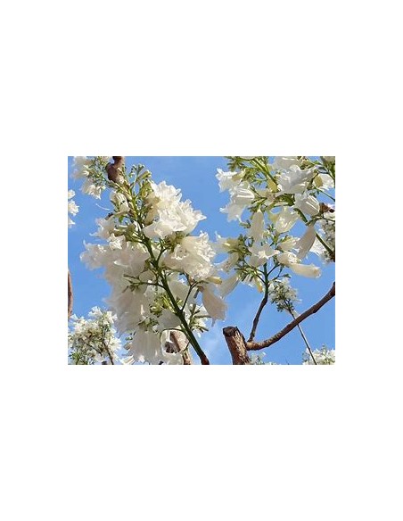 Jacaranda blanca (Jacaranda mimosifolia)-1 Arbolito en Venta en Mexico - Vivero por internet